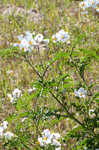 Sticky nightshade